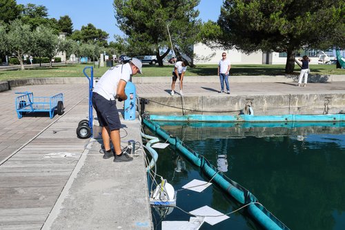 oljni madeži, nafta