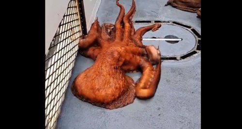 orjaška pacifiška hobotnica