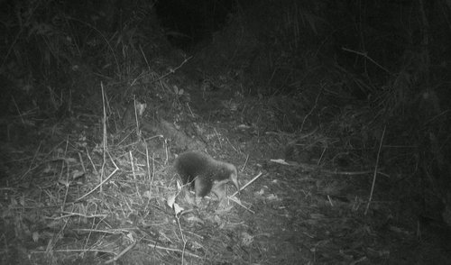 žival, ehidni, sesalec