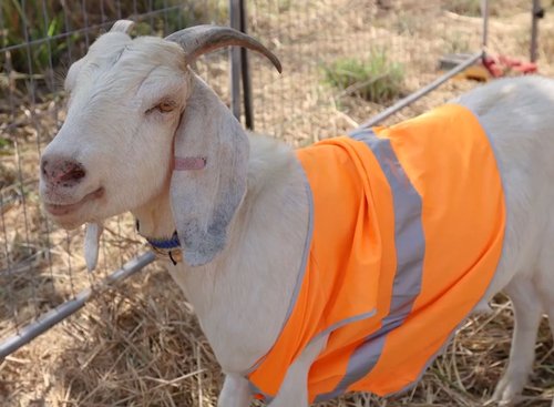 koza, železnice, požari