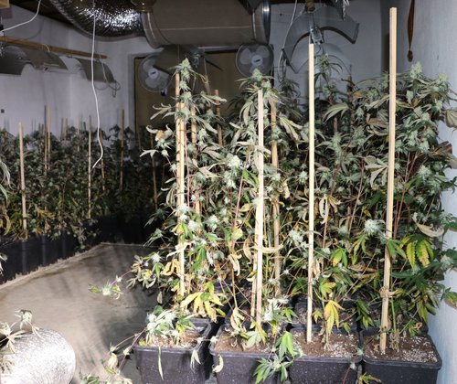 konoplja, policija, zaseg, droge