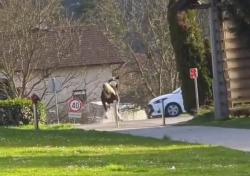 konj, mozirje, trčenje