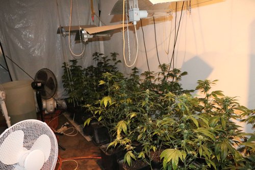 trava, prepovedane droge, policija