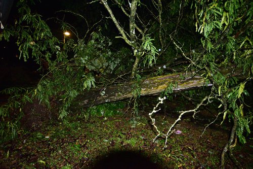 Neurje, nalivi, drevesa, ljubljana, nevihta, vetrolom