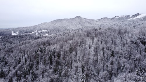 Sneg, sneženje, kidanje, gozd