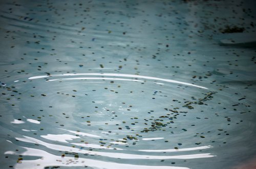 Rim, vodnjak Trevi, Jubilej