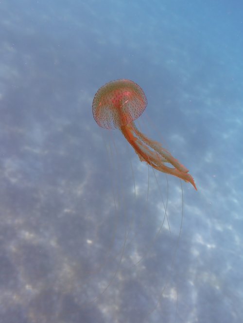 Meduza mesečinka, ki lahko opeče.