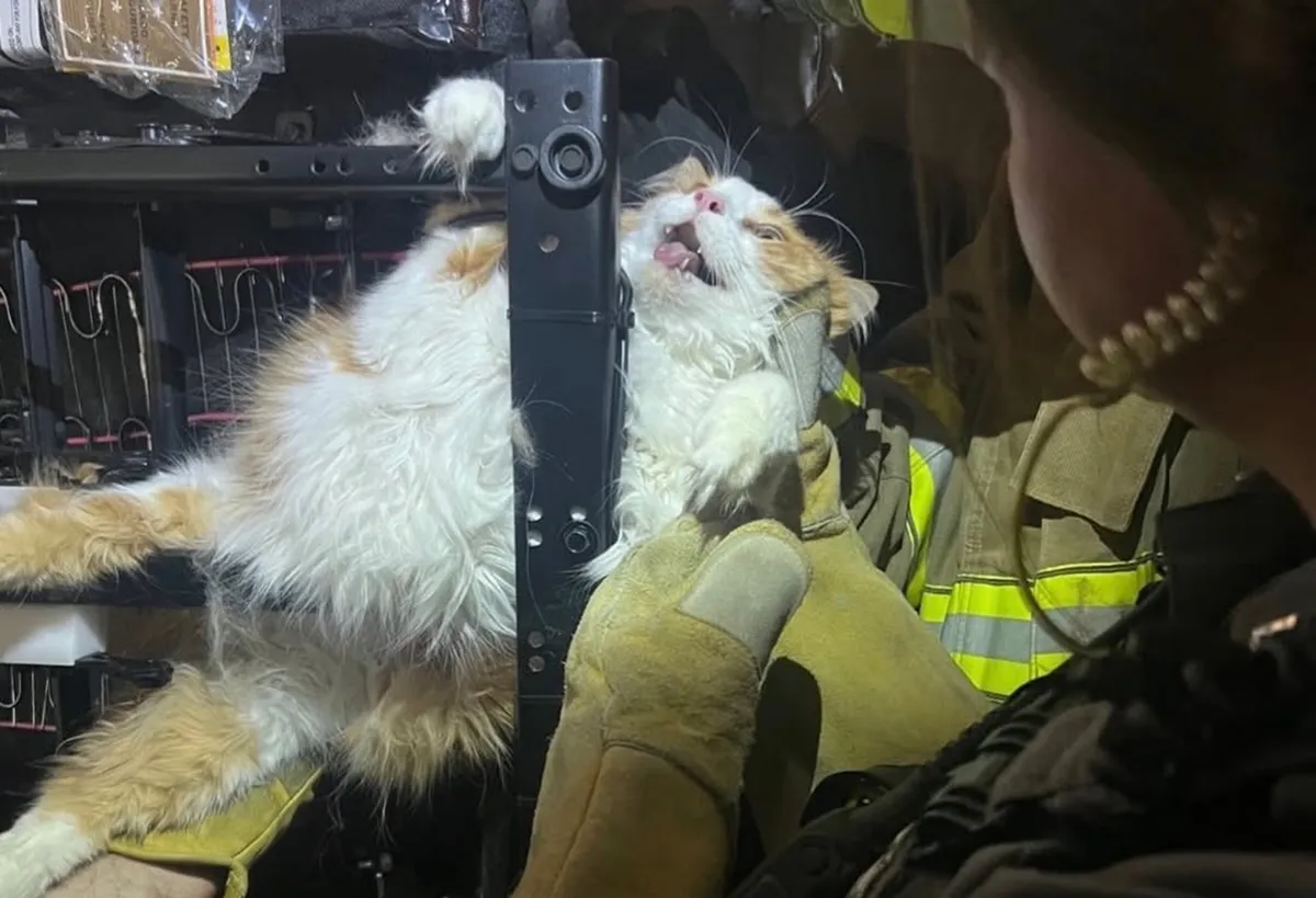 Maček s spektakularnim izrazom postal spletna senzacija. Kaj je v ozadju? (FOTO)