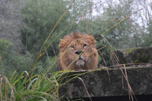 Azijski lev Raman v ZOO Ljubljana