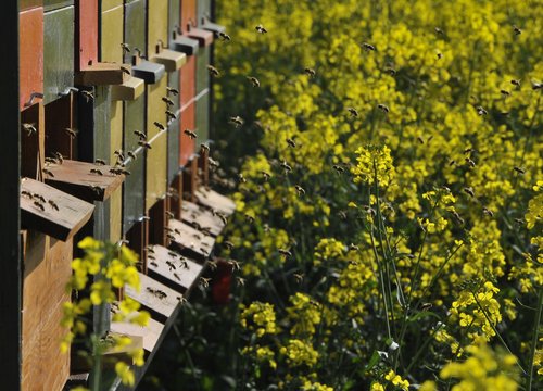 Čebele in panj na travniku