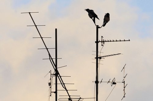 vrane sedijo na napeljavi