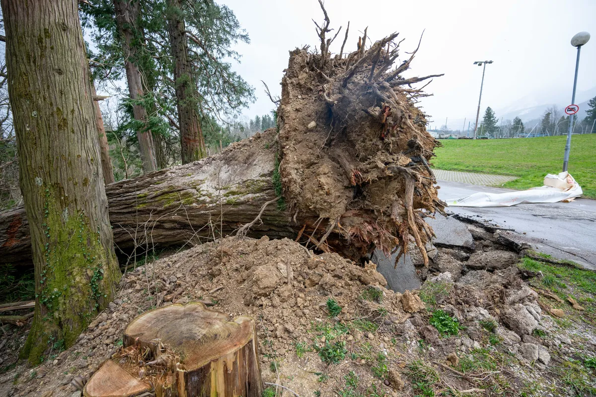 Sanacija po vetrolomu v gozdovih na Gorenjskem že poteka