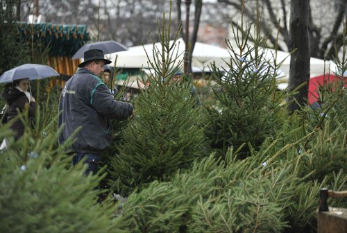 prodaja, smreka, novo leto
