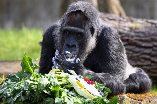 Reportedly world's oldest western lowland gorilla, Fatou, celebrates 65th birthday in Berlin