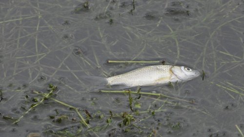 riba,kadaver,Sava,HE BR,2022_08_02 (35)