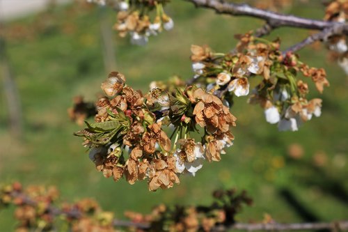 Pozeba, oroševanje, sadno drevje, sadje