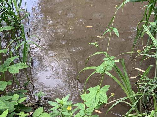 odpadno blato, komunalno blato, hoče,