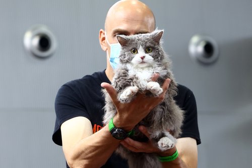 mačke, mednarodna razstava, razstavišče