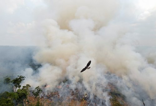 amazonija, amazonski gozd