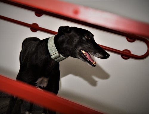 Hrtji svet, društvo za pomoč hrtom