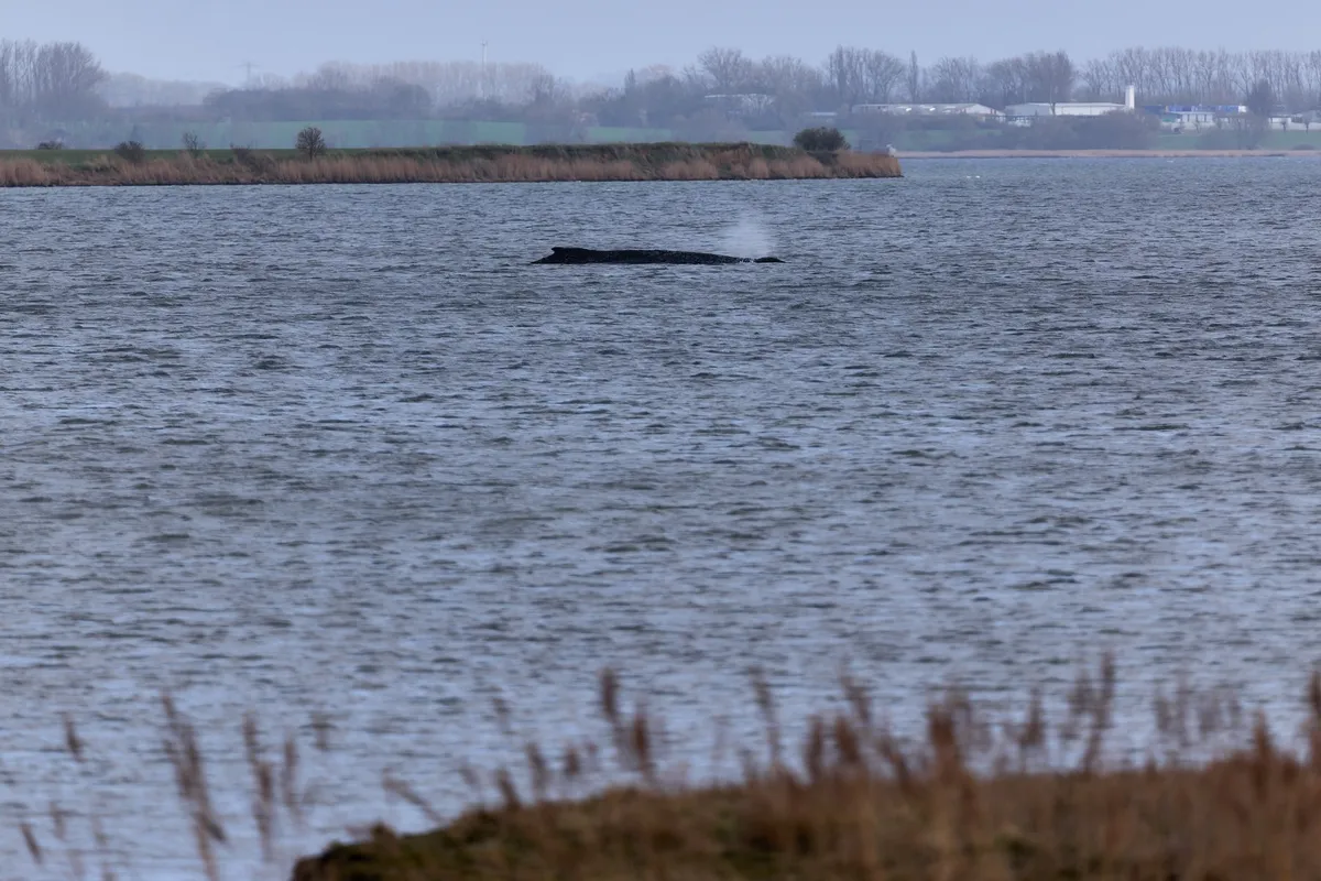 Kit grbavec Timmy je spet nasedel na nemški obali