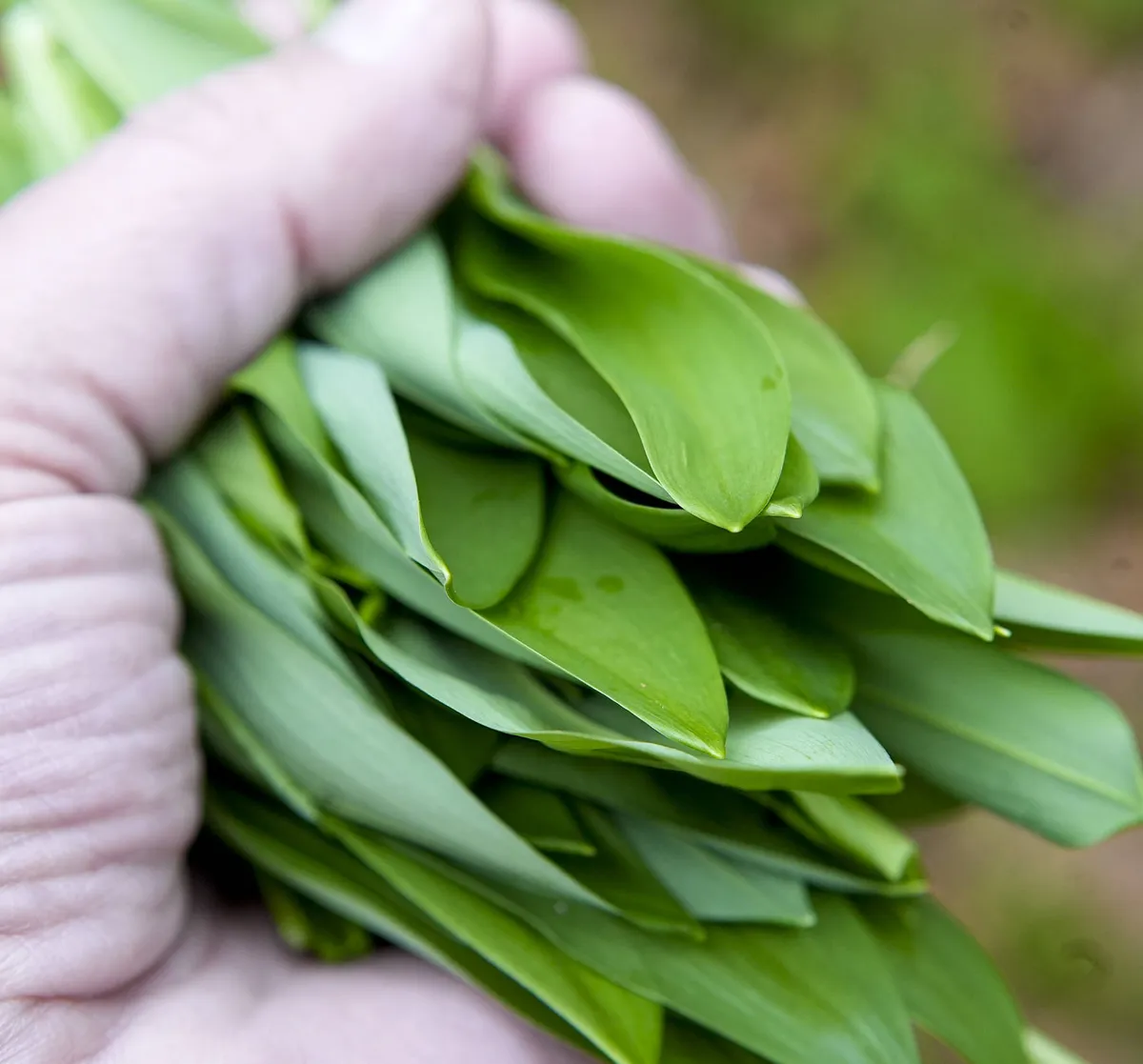 Kakšne so razlike med čemažem ter strupenima jesenskim podleskom in šmarnico