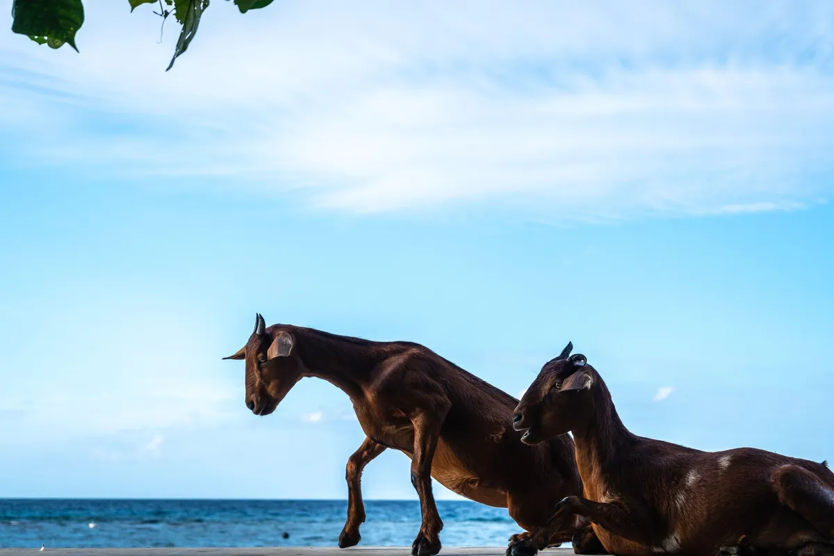 Koze, ki so osupnile svet. Znanstvenikom ni jasno, kako so preživele