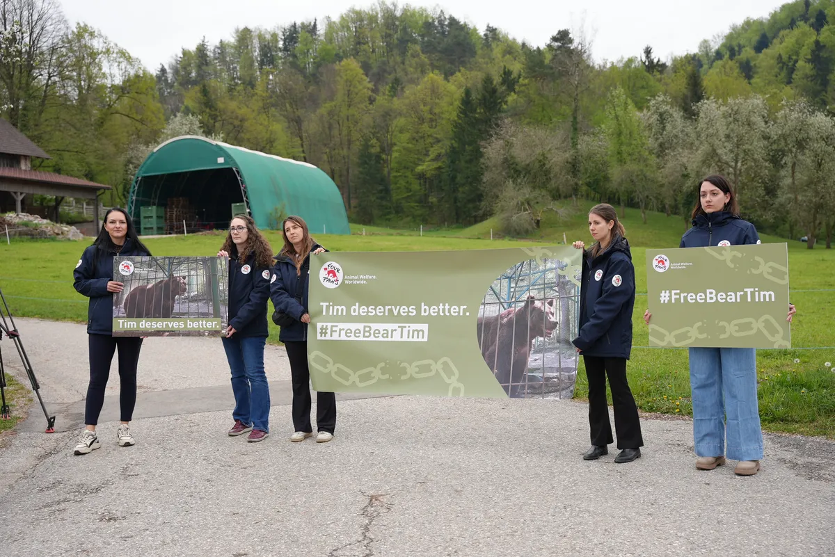 Zaščitniki živali nenapovedano obiskali medveda Tima, prišla tudi policija. Lastnik vztraja: "Ostal bo pri meni"