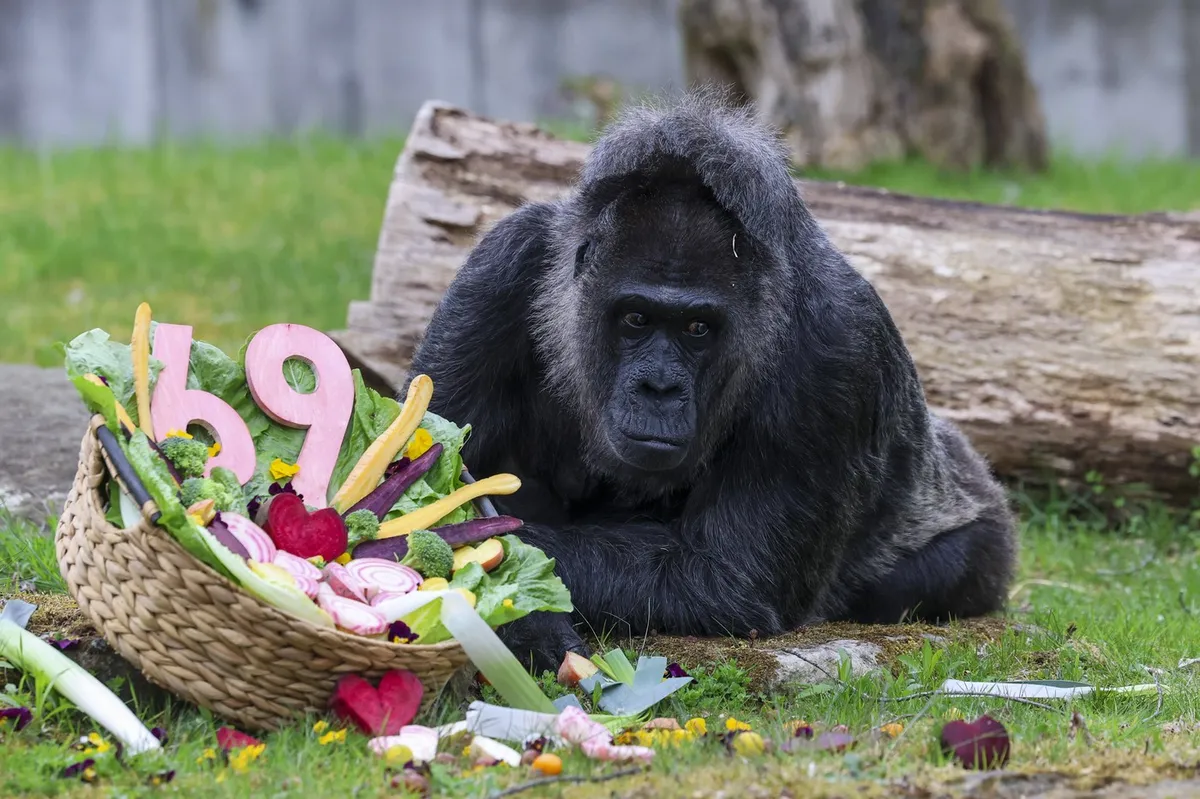 Najstarejša gorila v ujetništvu upihnila 69. svečko, oskrbniki so jo presenetili s pojedino