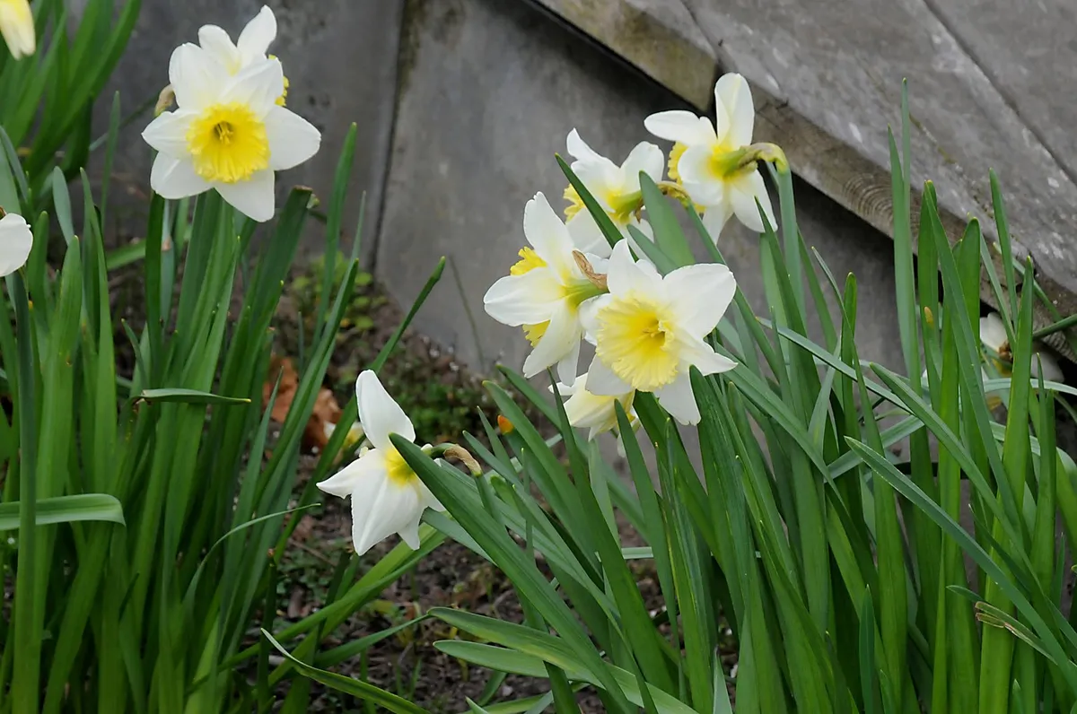 Vrtnarji opozarjajo: Če tega v aprilu ne naredite, bodo narcise slabše cvetele