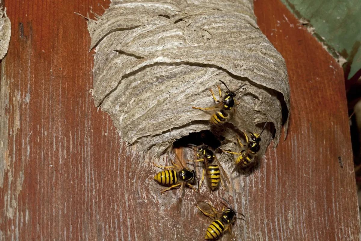 Preprečite, da bi ose zasedle vaš dom: aprila na vrt postavite nepričakovan predmet