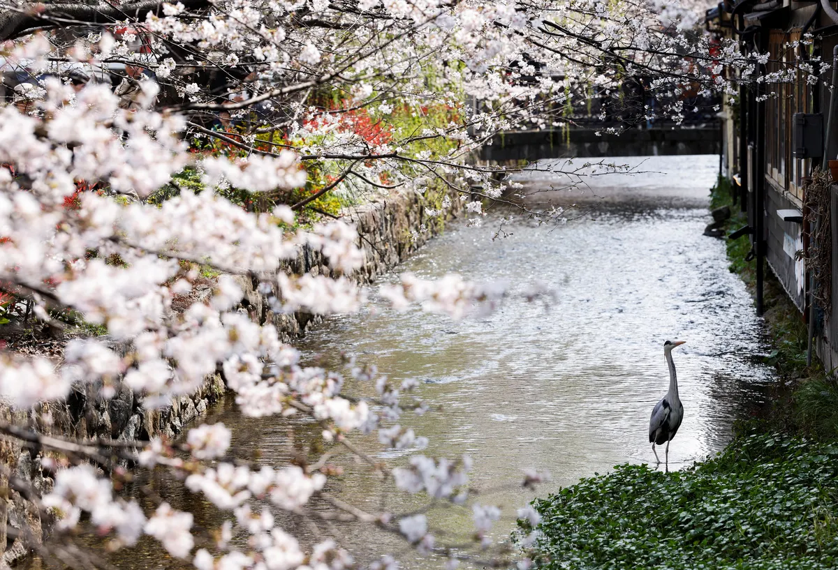 1.200 let zgodovine po njegovi smrti ne bo uvenelo, zgodba bo živela naprej