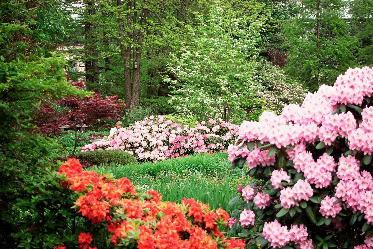 Roža, ki očara z lepoto, prinašala pa naj bi tudi srečo