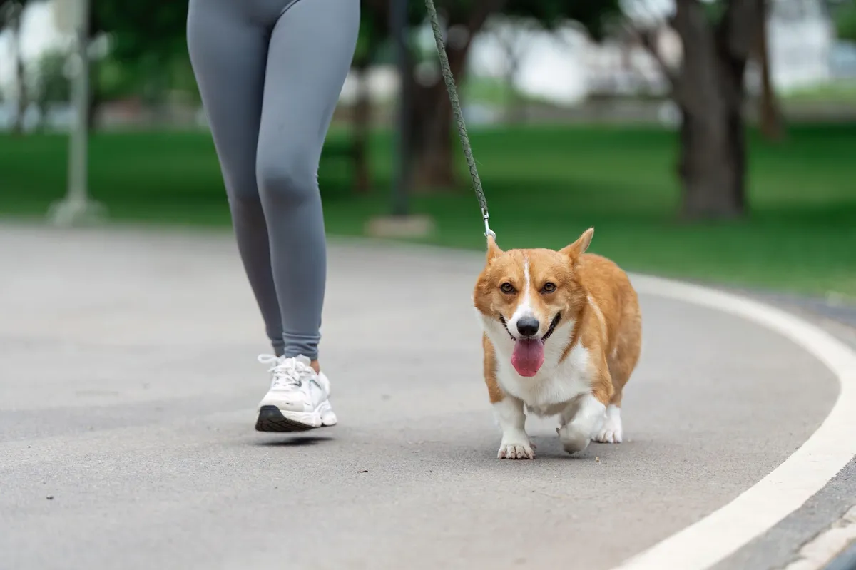 Družina nudi 60.000 evrov osebi, ki bo osebni spremljevalec njihovega psa