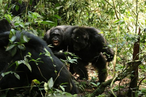 Šimpanzi v ugandskem narodnem parku Kibale (projekt Ngoge)