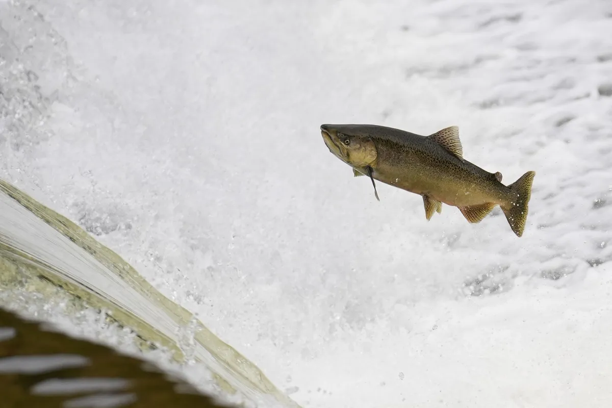 Lososi pod vplivom kokaina preplavajo daljše razdalje
