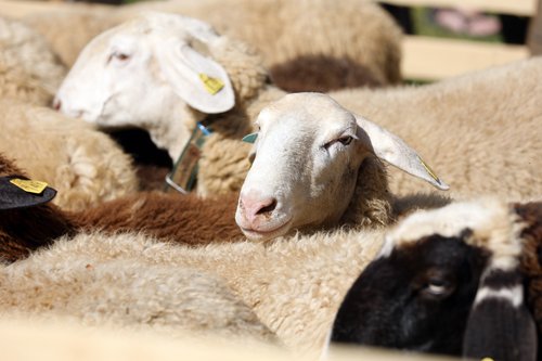 Slovenija, Bohinj 31.08.2024, ovčarski balFoto:Borut Živulović/BOBO