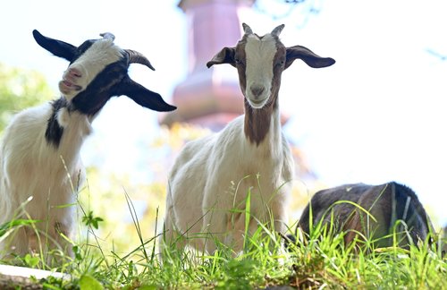 Slovenija, Preddvor, 24.05.2025, 24. maj 2025Koze se pasejo na pašniku, kmetijstvo