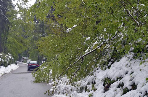 Zaradi močnega sneženja in dežja so se veje odlomile iz dreves. April 2016