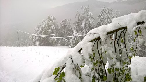 Novo zapadli sneg konec aprila 2016 je povzročil nevšečnosti v kmetijstvu