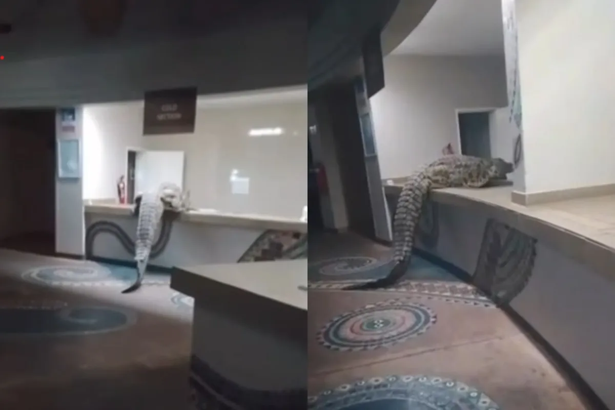 Nepričakovan gost vstopil v hotelsko restavracijo in splezal na pult. "Ni imel rezervacije"