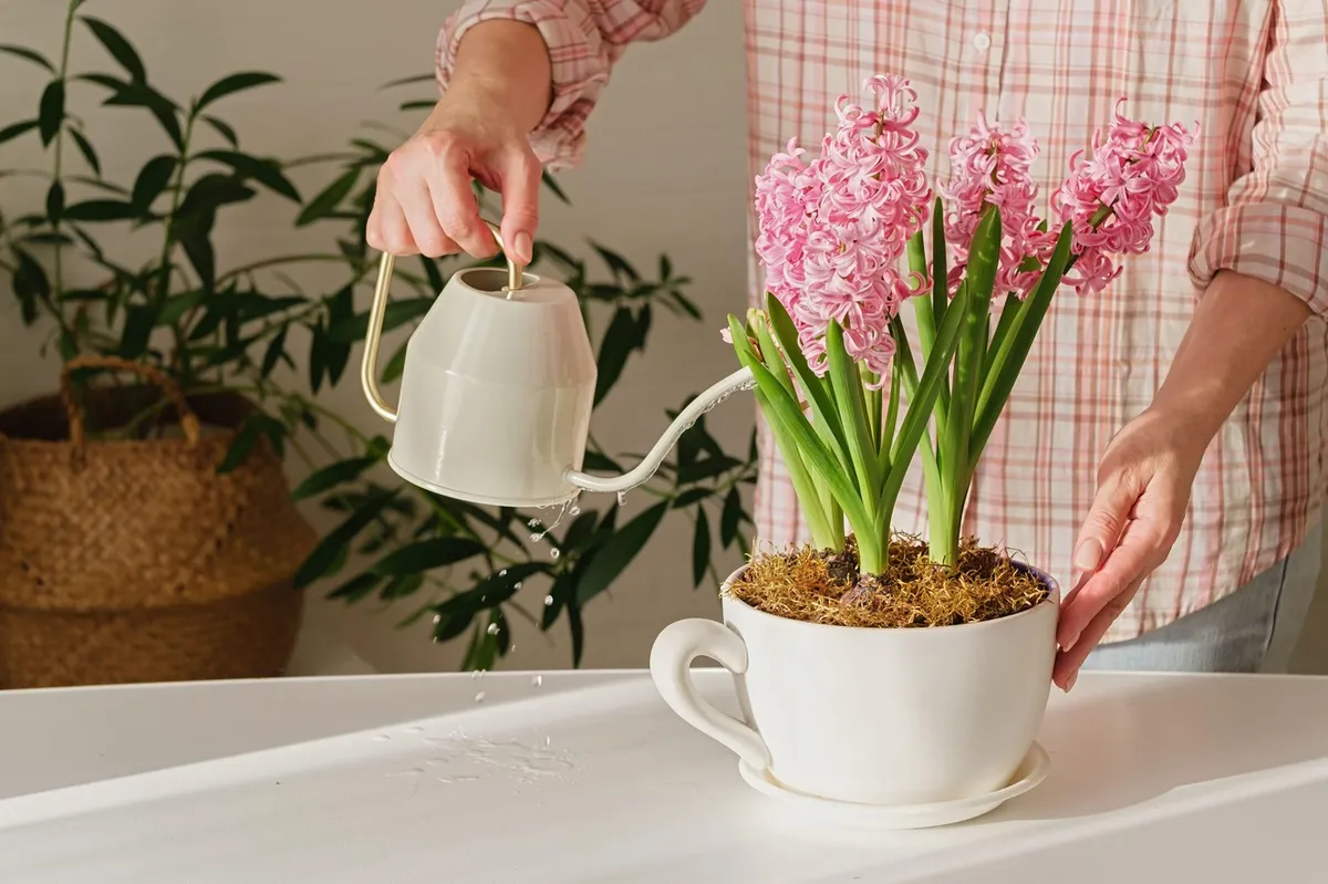 Rastline zalijte z mešanico kvasne raztopine in cvetele bodo kot še nikoli