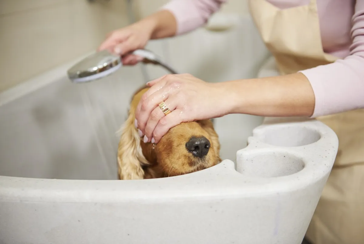 Veterinarji pojasnjujejo, kako pogosto bi morali kopati pse