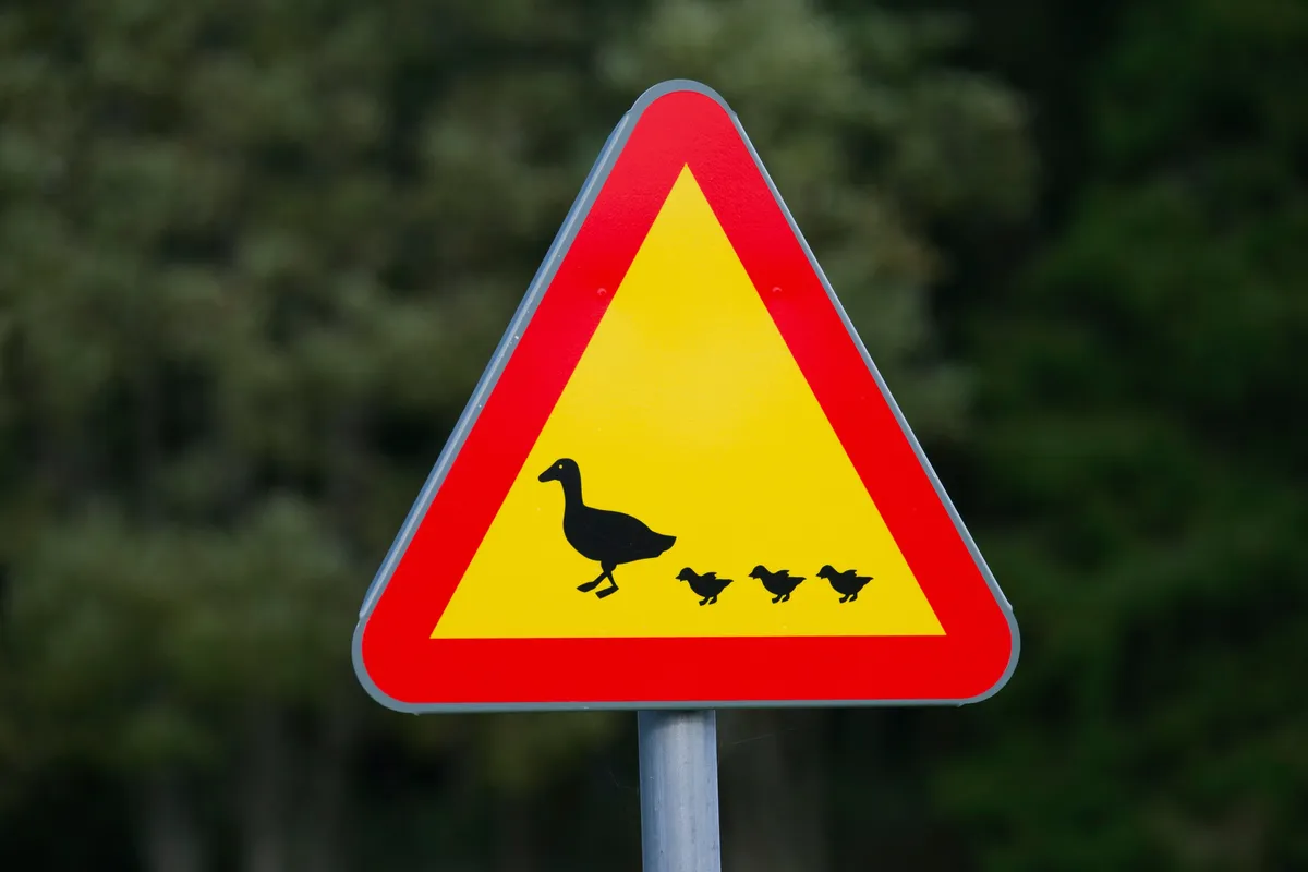 Na štajerski avtocesti promet ovirale račke