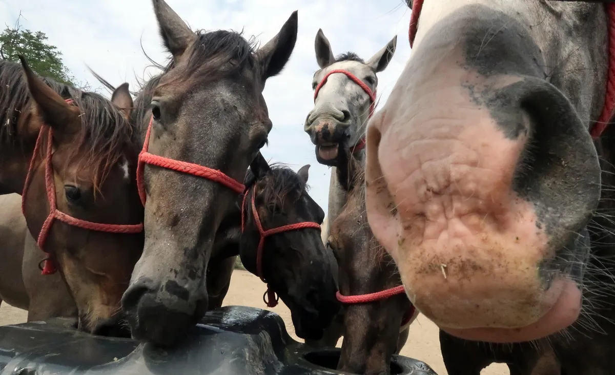Zaradi pojava zelo nalezljive bolezni pri konjih veterinarji pozivajo k preventivi