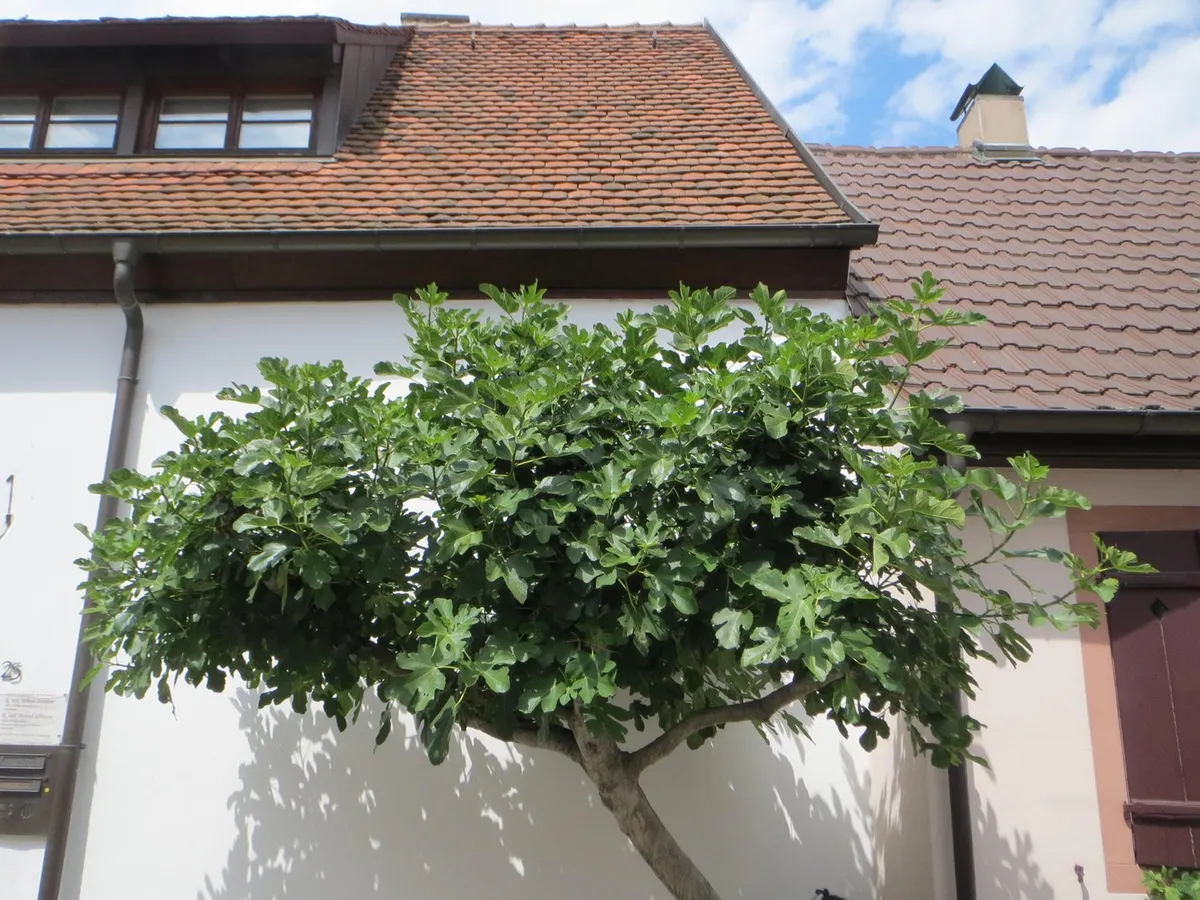 Katerega drevesa ne smete saditi ob hiši? Povzroči več škode, kot mislite