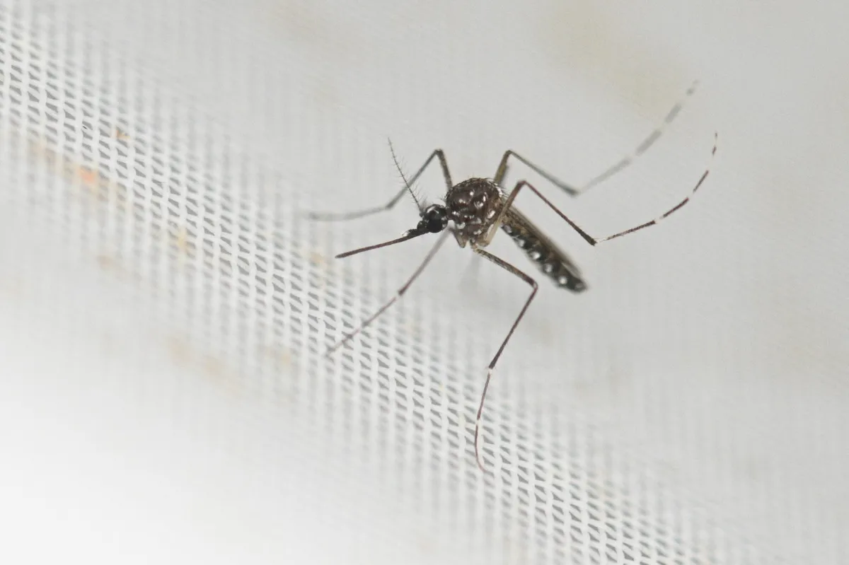 Po Balkanu se širi nevarni virus: v Severni Makedoniji potrdili prvo, v Grčiji že devet smrtnih žrtev