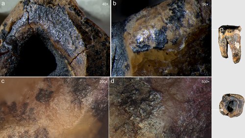 Zob neandertalca Chagyrskaya 64