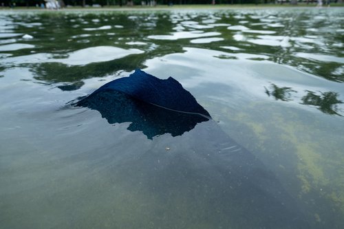 Začel se je luščiti del modrega premaza na dnu odsevnega bazena v Washingtonu