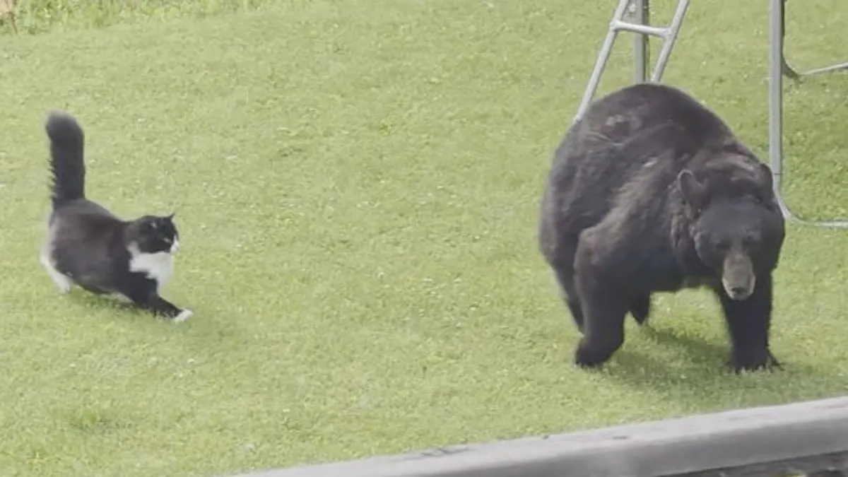 Nepričakovan zmagovalec po srečanju medveda in mačke (VIDEO)
